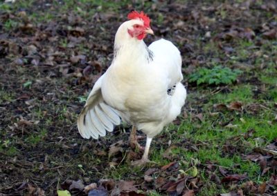Close up of a white rooster surrounded by leaves